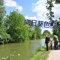 向日葵(葵)色视频(頻)污