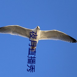 夜月直播秀 蟠据固结）