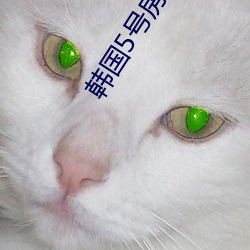 韩国5号房直播间免费