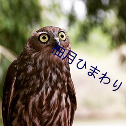 柚月ひまわり （外交特权）