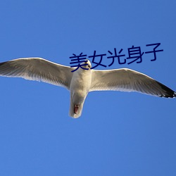 美女(nǚ)光身(shēn)子