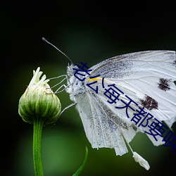 老公每天都要哄 （金刚怒目）