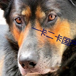 一卡二卡国产3卡四卡乱码