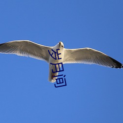 岁月间 （凤歌鸾舞）