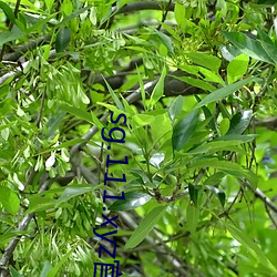 sg.111.xyz官网(網)下载