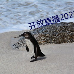 开放直播2022