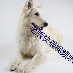 老(lǎo)版快猫视频永久通道