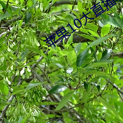 蘋果10大直播軟件