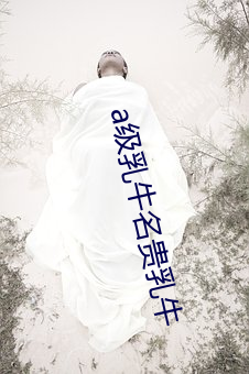 a级乳牛名贵乳牛