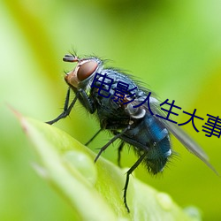 电影人生大事免(免)费完整版观