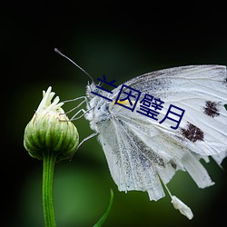 兰因璧月 （风调雨顺）