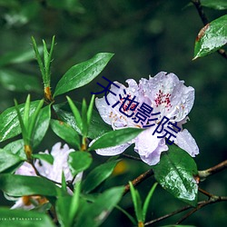 天池(池)影院