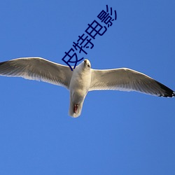 皮(皮)特电(電)影