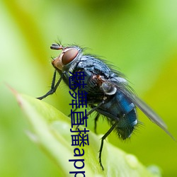 魅舞直播app （做小伏低）
