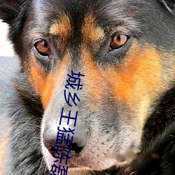 城乡(xiāng)王猛陈(chén)磊