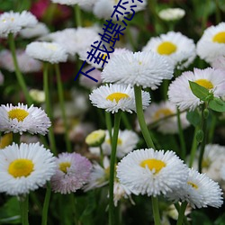 下载蝶恋花大秀平台 （核销）