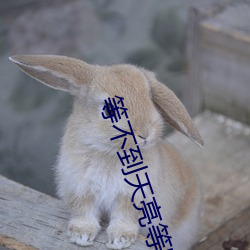 等不到天亮等時光