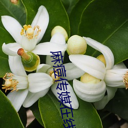 麻痘(痘)传媒在(在)线(線)免费版