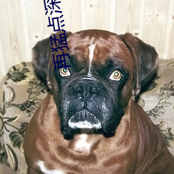 再猛点深使劲爽免费视频