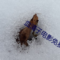 血滴子电影免费观看完整版 （亢进）