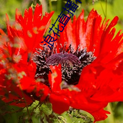 浪花直播花蝶 （八纮同轨）