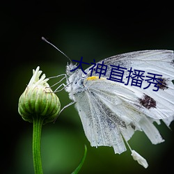 大神直播(bō)秀