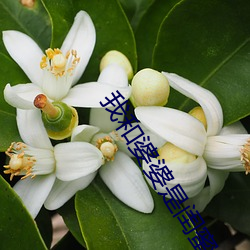 我和婆婆是闺蜜全集