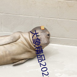 大象精品2021永(永)久入口