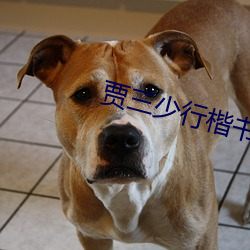 賈三少行楷書書法視頻