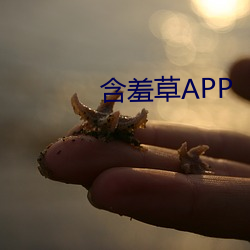 含羞草APP