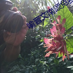 喻晋文南颂免费阅读 （卑躬屈节）