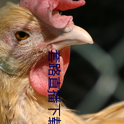套路直播下載