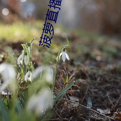 菠萝直播下载