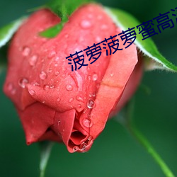 菠萝(蘿)菠萝蜜(蜜)高清视频