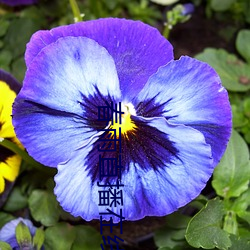 春雨(yǔ)直播在线下载