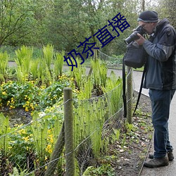 奶茶直(直)播