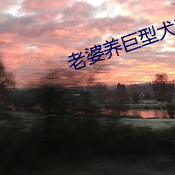 老婆养巨型犬李雪 （海岸线）