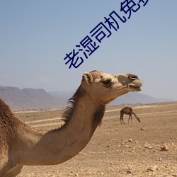 老湿司机免费体检区私(sī)人线上