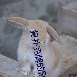 打扑克牌的剧烈运动视频不打马赛克怎么办评测:破解版不再