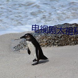 电视剧太祖秘史