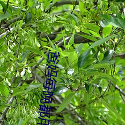 爸(爸)妈每(每)晚都(都)用好多(多)卫(衛)生纸