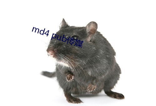 md4 pubý