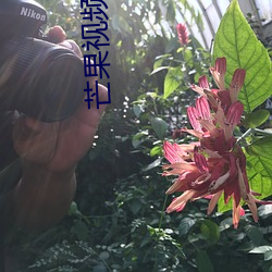 芒(芒)果视(視)频(頻)app永久(久)下载(載)安装