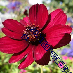 2021國産麻豆劇果凍傳媒入口:想看的視頻都能全天提供
