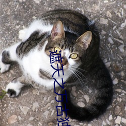 遮(遮)天(天)之万(萬)古(古)独尊(尊)
