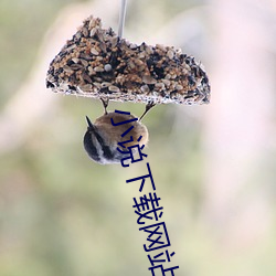 小说下载网站