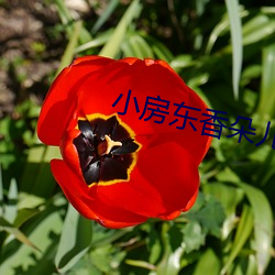 小房東香朵兒