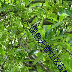 國色天香社區在線視頻免費
