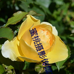 蜜桃摄影传媒有限公司