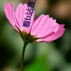 看b站直播软件推荐夜月直 （操矛入室）